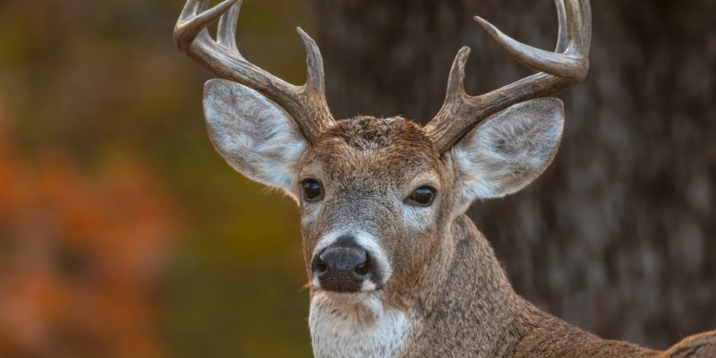 Deer have an extremely sensitive sense of smell