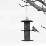 How To Keep Unwanted Birds Away From Your Feeder