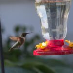 When to Put Out Hummingbird Feeders In Indiana
