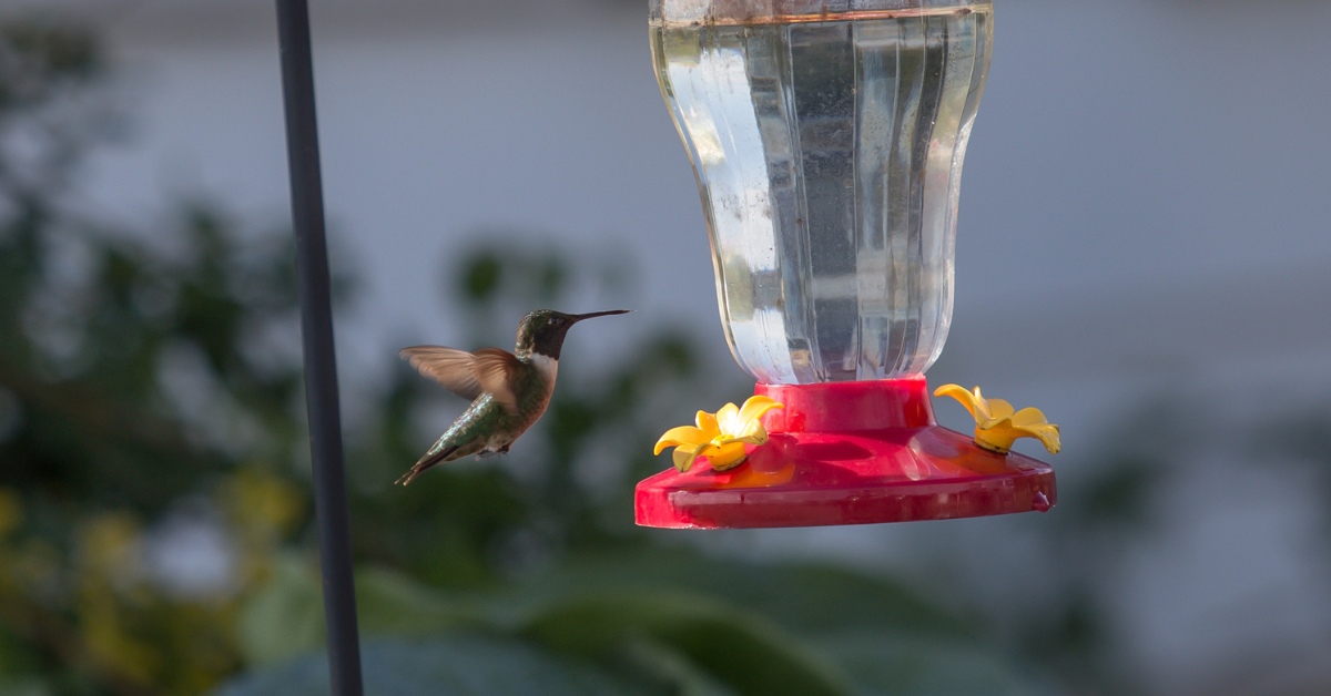 When to Put Out Hummingbird Feeders In Indiana