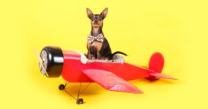 How Much Does It Cost to Fly A Dog