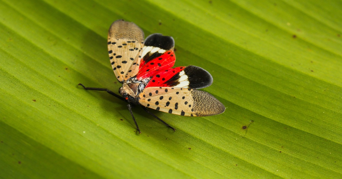 How to Get Rid of Spotted Lanternfly